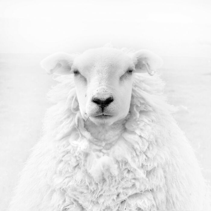 “Portrait Of A Sheep” By Jens Winkler