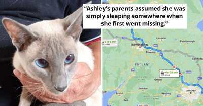 Cat Disappears From Her Family Home Only To be Found Six Days Later - 280 Miles Away