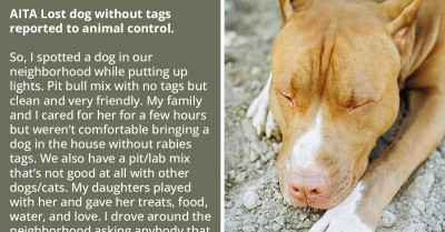 Redditor Finds Dog and Takes It to Animal Control After Trying to Find the Owner, Gets Criticized for Not Posting It on Social Media