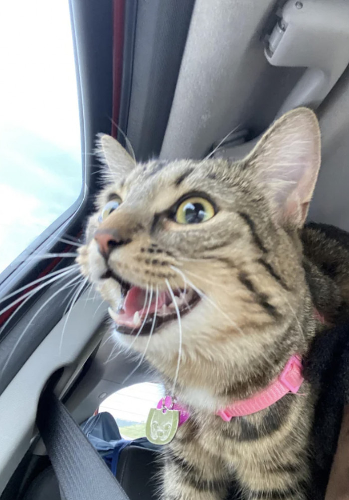 "*Loud Adventure Kitty Noises*"