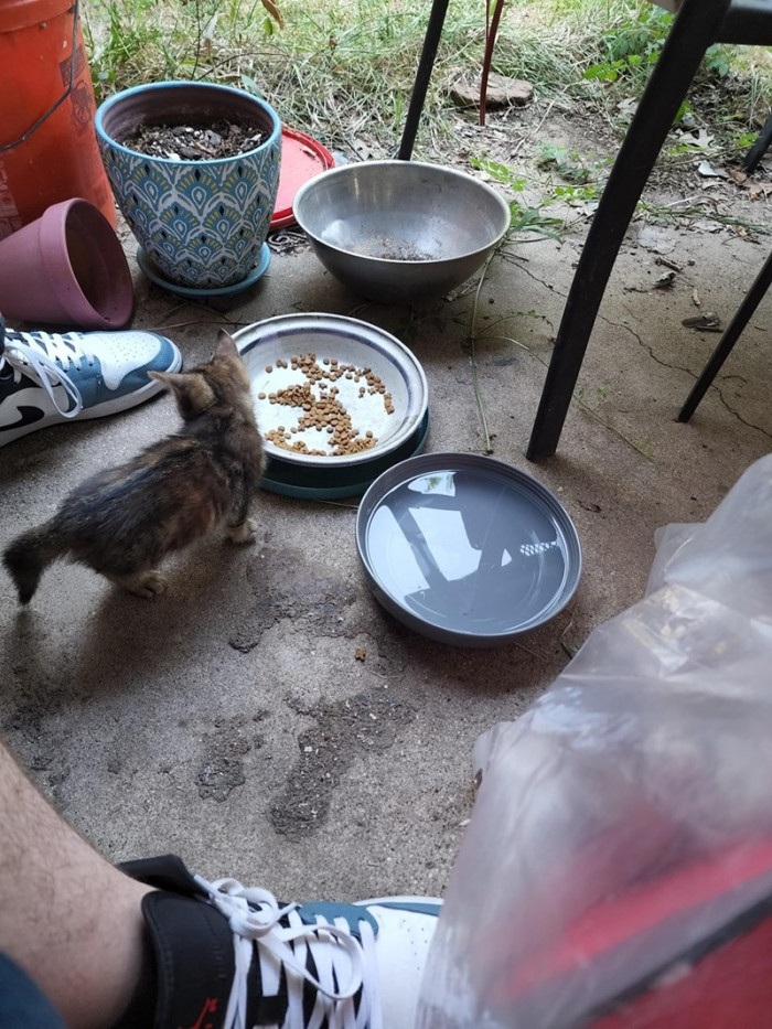 Family holds a newly adopted kitten, highlighting long-term commitment and adjustment needs.