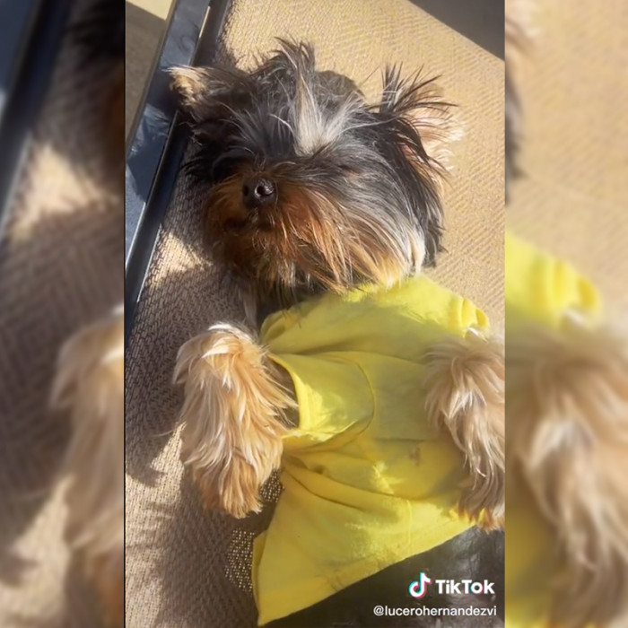 Here's the Yorkie momma who allegedly gave birth to the black kitten: