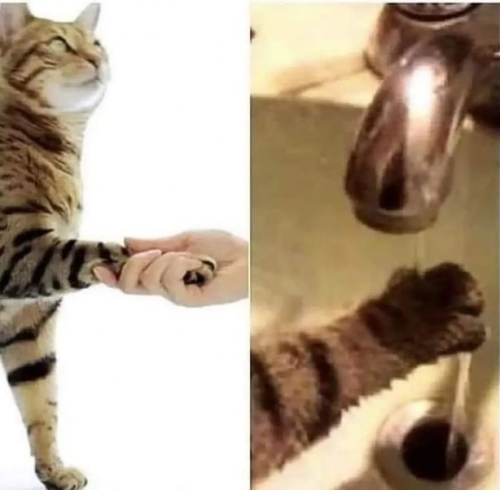 3. "Don't forget to wash your hands after touching a filthy animal."