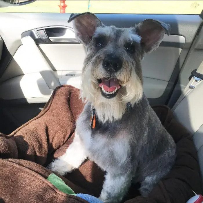 11. A drive with the dog