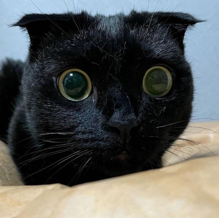The wonderfully silly black cat has been compared to Toothless, the Night Fury dragon from the How To Train Your Dragon franchise, with his large eyes and little fangs.