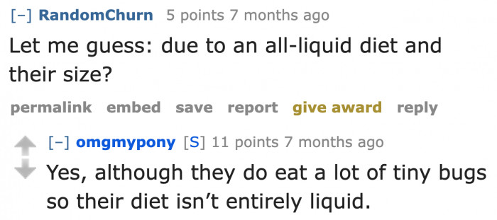Hummingbird perched near a yard feeder, highlighting unique traits and behavior
