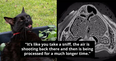 Cat's Sense Of Smell Is A Super Power After All—It Even Rivals The Best Laboratory Equipment