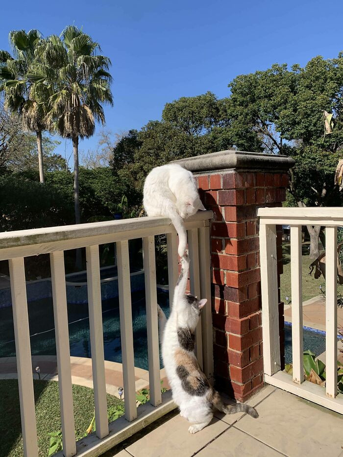 18. My Cats Touching Paws