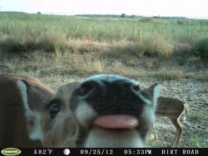 5. Two Deer On A Trail Cam