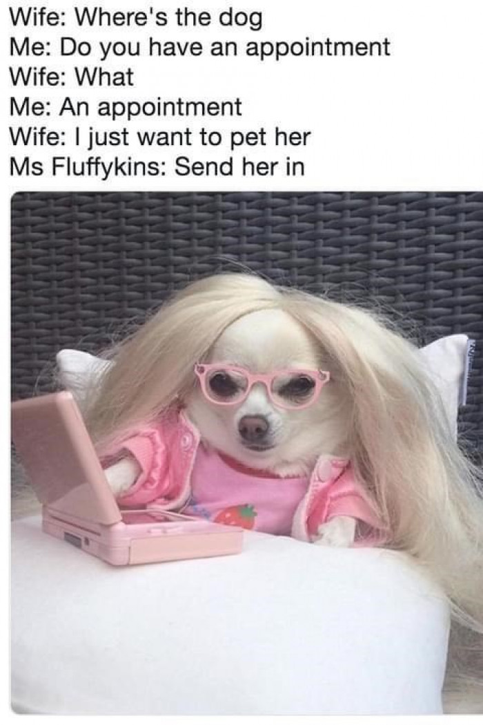 16. When you have a doggo appointment