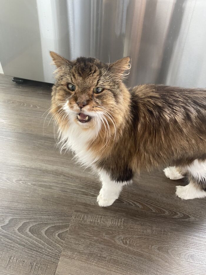 36. This old man is complaining after he found out that he can't play outside.