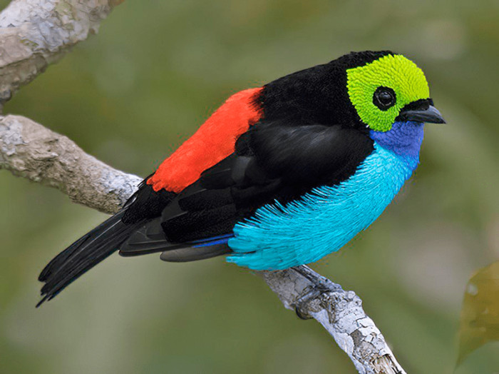 6. A paradise tanager looks like a brilliant gem.