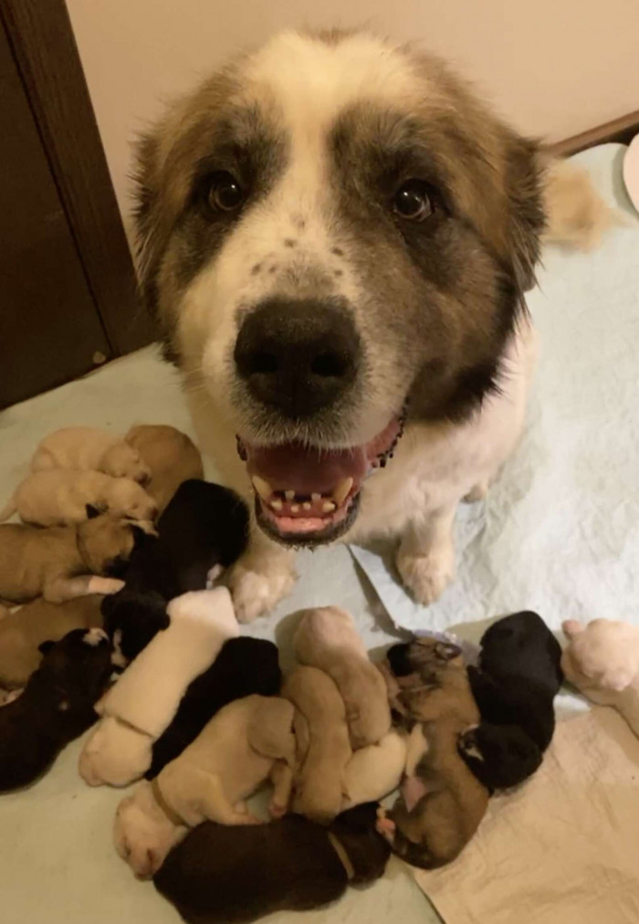 Despite having 11 children of her own, Petunia, a 4-year-old St. Bernard mix, accepted six orphans
