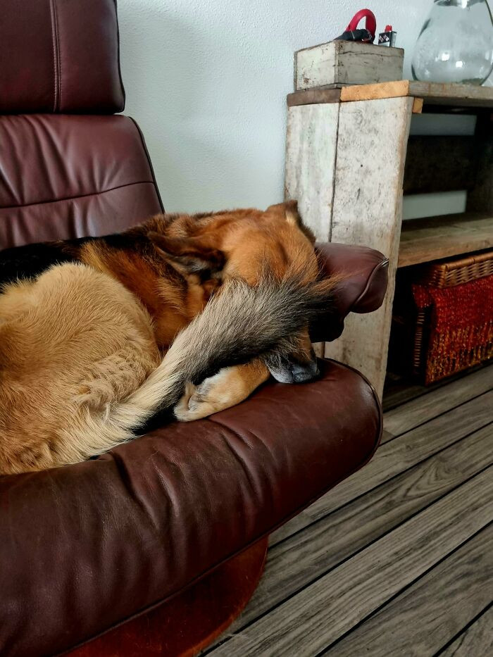 35. Doggo discovered a way to get a sleep eye mask.