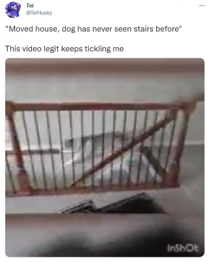 This pup clearly refuses to acknowledge what stairs are for, so he just yeets himself down