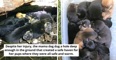 Rescuers Discover This Mama Dog Carried All 13 Of Her Precious Puppies To An Incredible Hiding Place Despite Having A Broken Leg