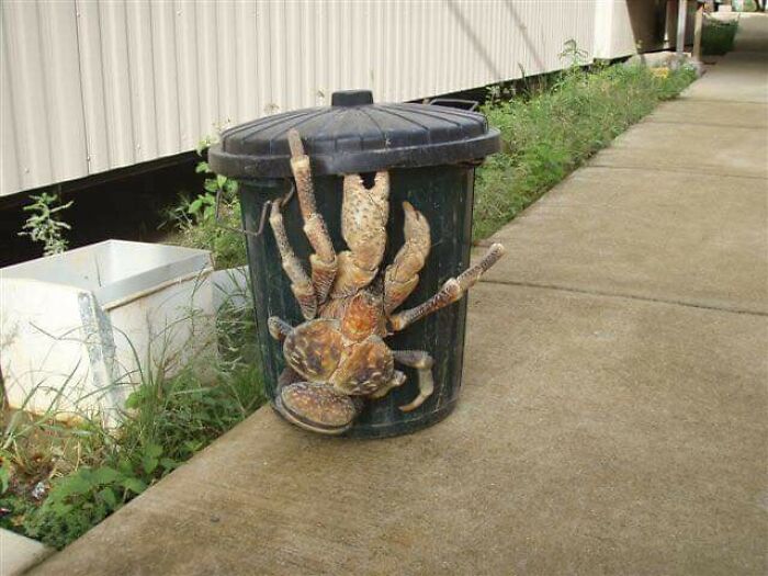 10. This coconut crab isn't here to play