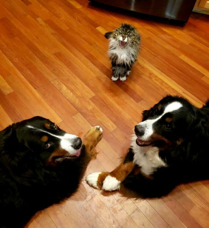 15. This home's real boss.