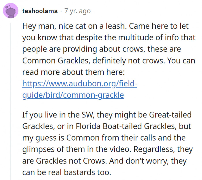 4. Apparently, though, OP's birds aren't crows but grackles, which are just as bad as crows