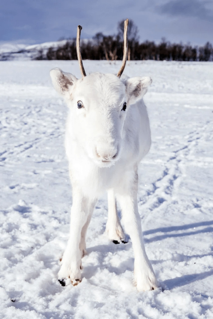 3. Reindeer are part of the deer family known as Cervidae, which includes deer, elk, moose, and wapiti.