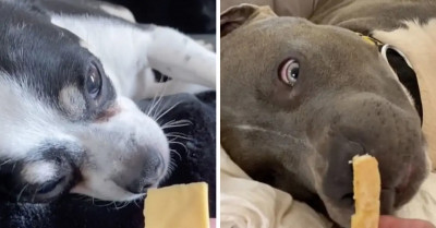 This TikTok Challenge of People Waking Their Dogs Up with Their Favorite Foods Will Brighten Your Day