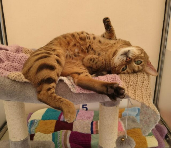 More cancer has been found for little Rose.