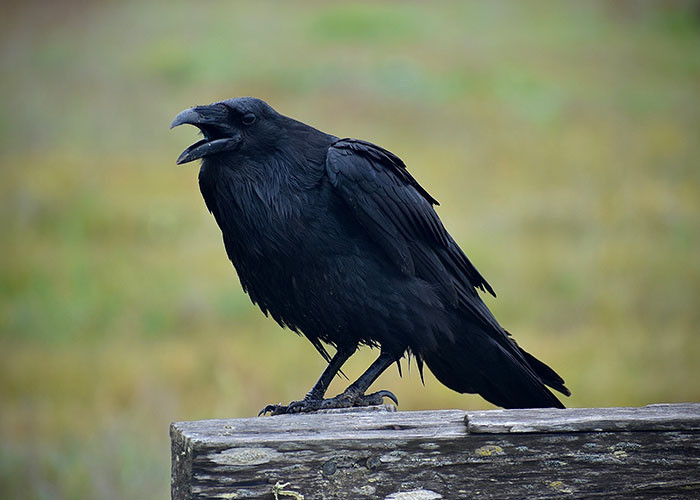 6. Ravens