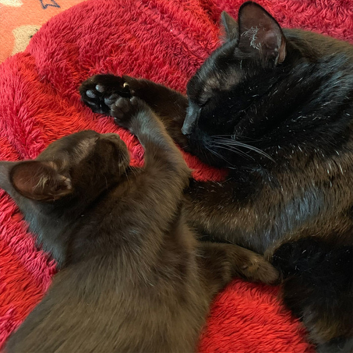 “Bear loves to help with the foster kittens,” Haley shared.