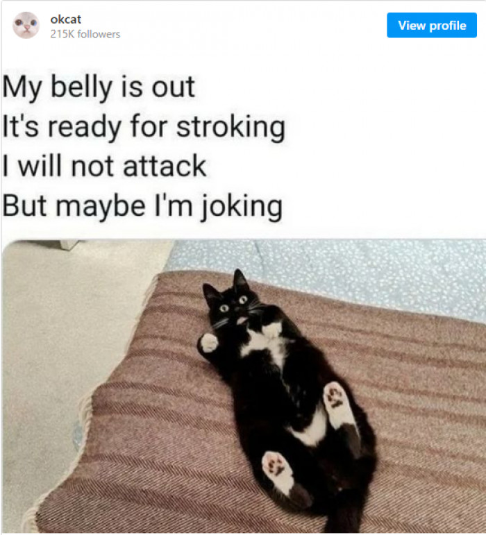 11. This cat is giving you a Valentine rhyme