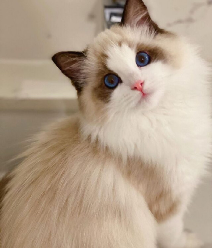 Ena Kitty, who looks like a Disney cat, is truly gorgeous!
