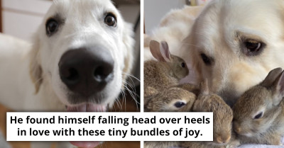 Wonderful Golden Retriever Adopts Role Of Dad To Four Rescue Bunnies