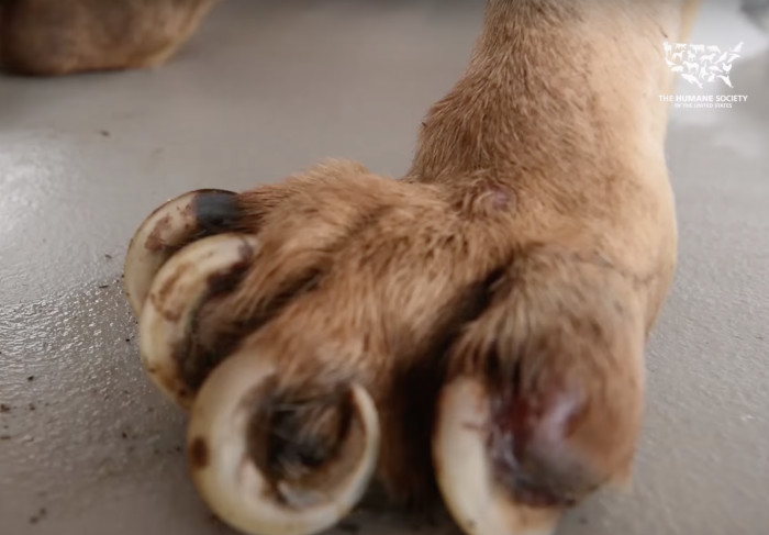 So many dogs were left uncared for after they served their purpose. They only knew pain.