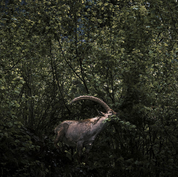 Like In A Fairy Tale By Stefano Battistelli