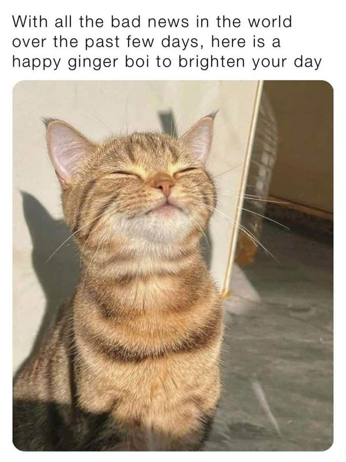 9. This ginger boi will brighten your day