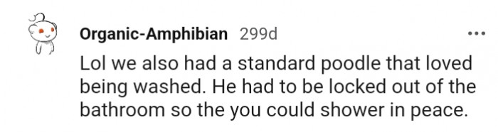 8. A Standard Poodle That Loved Being Washed