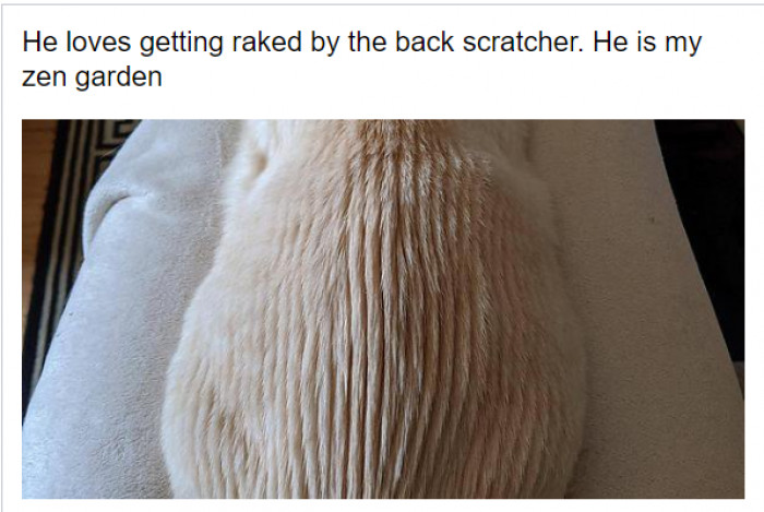 10. This cat has her very own Zen garden: