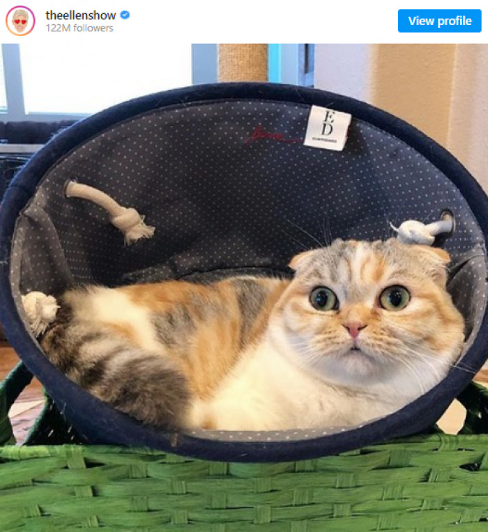 14. Ellen posted a calm photo of a cat in TWO baskets: