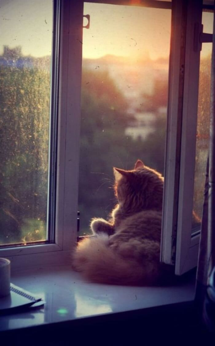 11. It's no secret that cats love to sit in the window and look outside. I'm sure this cutie is probably looking at squirrels.