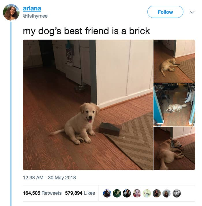 This pup doesn't care what others might think about his best friend being a brick
