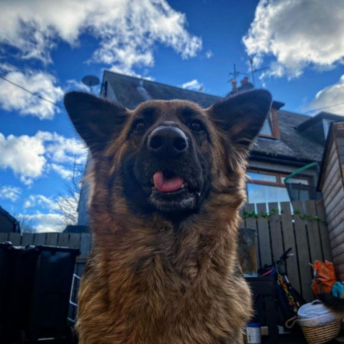 German shepherd owner says: