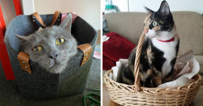 13 Adorable Pictures Of Cats Chilling Out In Baskets Looking Like They Purrfected The Art Of Comfort