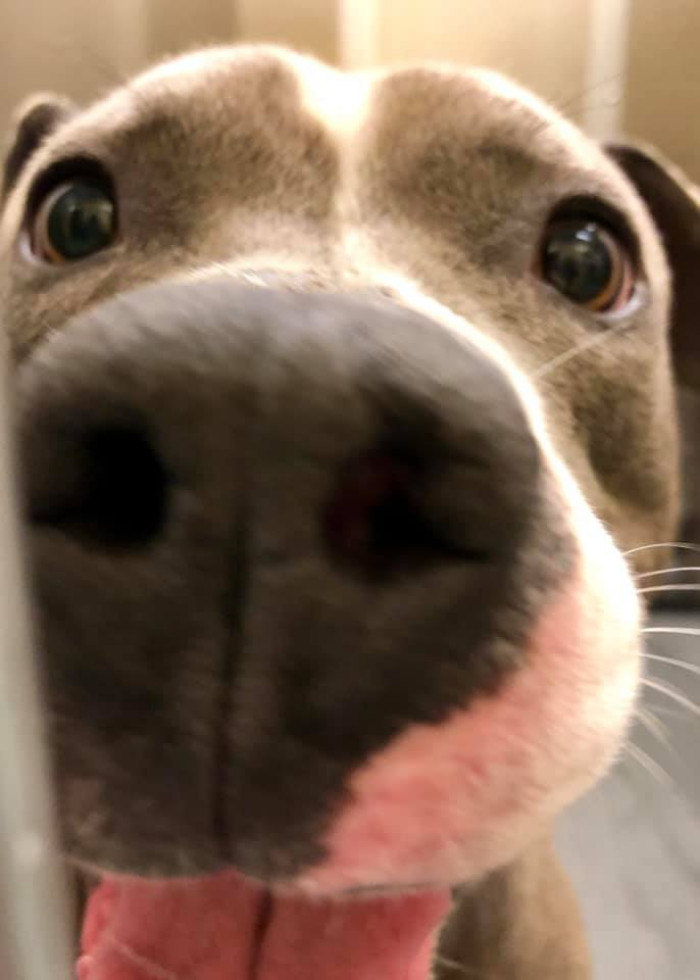 The people at the shelter had the idea to post more of Oliver on their socials to increase his chances of adoption
