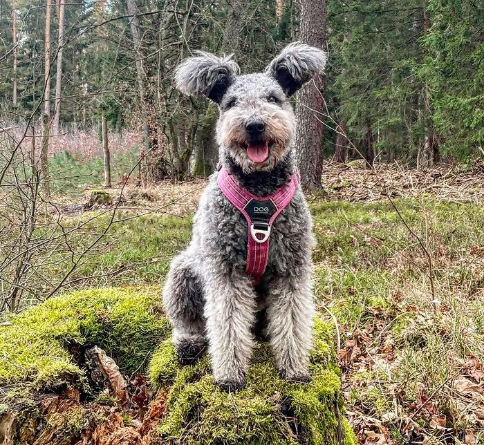 21. Pumi