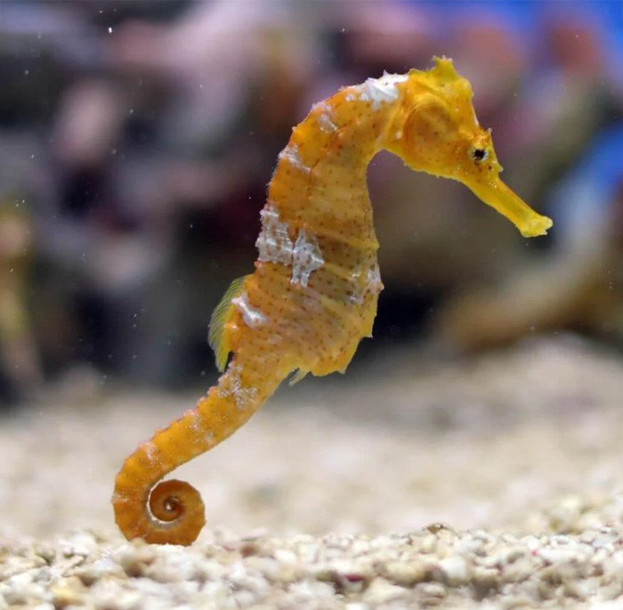 Seahorse