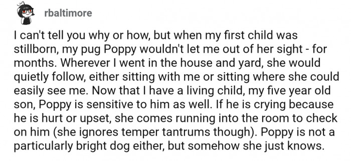 Poppy the pug was very in-tune with her owner, and then her owners child