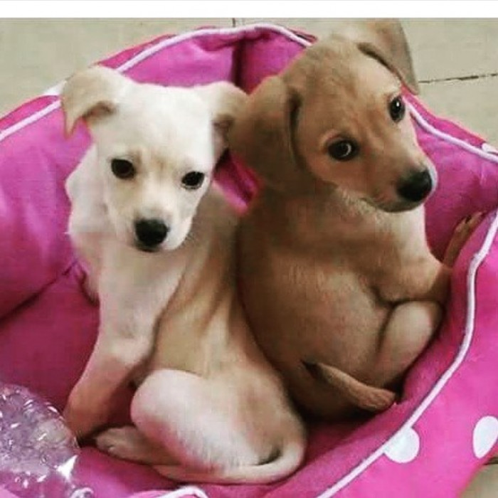 One look at them and you’d instantly want to take them home