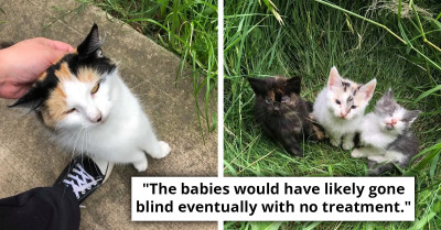 Stray Cat Seeks Out Stranger, Guides Her to Help Her Vulnerable Kittens