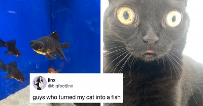 Get Your Daily Dose of Dopamine from These 20 Funny Tweets About Cats and Dogs