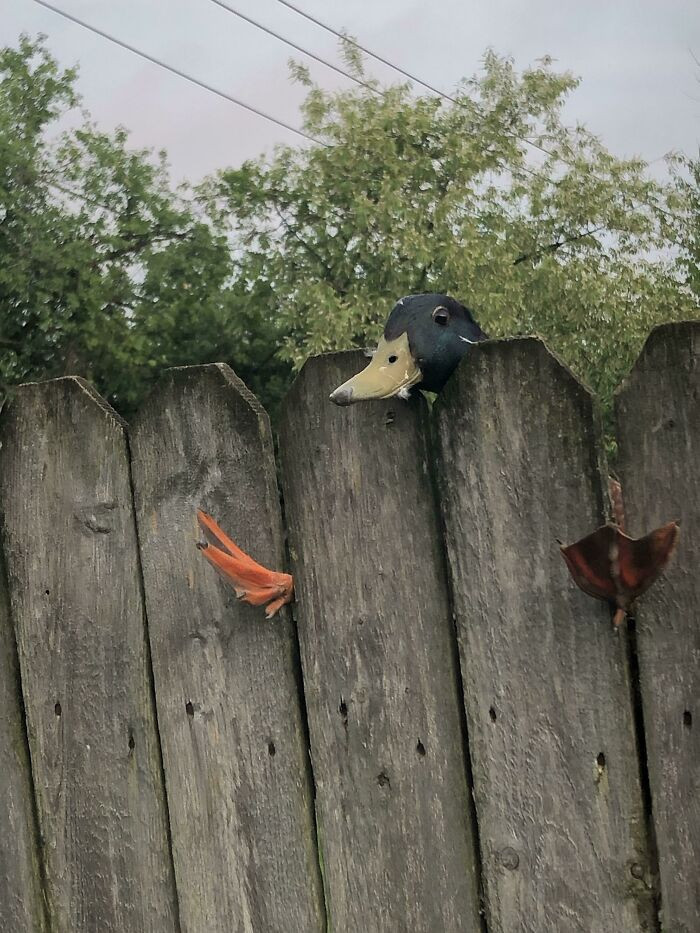 44. Thank goodness this duck was rescued.