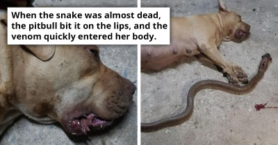 Pregnant Pitbull Heroically Protects Owners From Fatal Snake Attack, Tragically Losing Her Own Life and Leaving Family Devastated